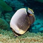 Butterflyfishes