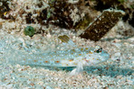 Fusigobius