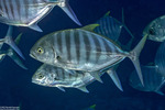 Carangoides