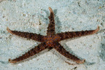 Sea Stars