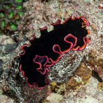 Flatworms