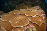 Stony Corals