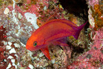 Anthias