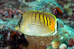 Butterflyfishes
