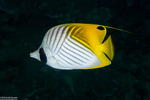 Butterflyfishes