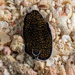 Flatworms