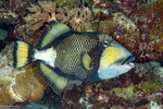 Triggerfishes
