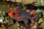 Squirrelfishes