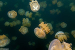 Scyphozoa