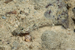 Istigobius