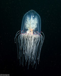 Hydrozoa