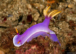Nudibranchs