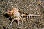 Muricidae