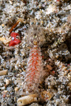 Mantis Shrimps