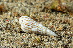 Myurellopsis
