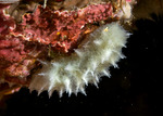 Porifera
