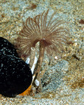 Sabellidae