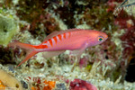 Anthias