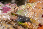 Blenniiformes