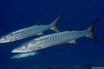 Barracudas
