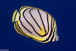 Butterflyfishes