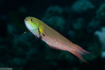 Thalassoma