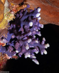 Hydrocorals
