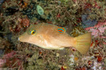 Canthigaster