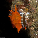 Spondylus