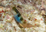 Blenniidae