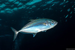 Carangoides