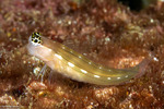 Blennies