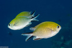 Chromis
