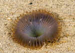 Myxicola