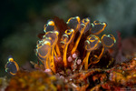 Tunicates