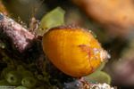 Buccinoidea