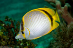 Butterflyfishes