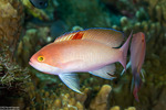 Anthias