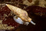 Neogastropoda