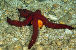 Sea Stars