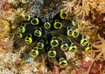 Tunicata