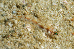 Arcygobius