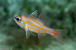 Cardinalfishes