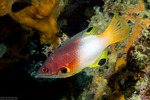 Bodianus