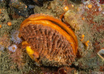 Crassadoma