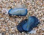 Velella