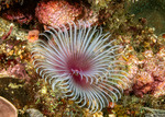 Annelida