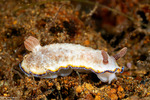 Goniobranchus