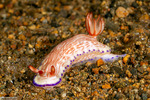 Hypselodoris