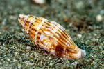 Buccinoidea